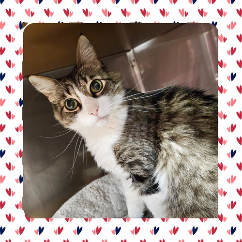 TRINITY - Domestic Medium Hair available for adoption