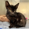 Ollie (bonded with Bean) - Photo 3
