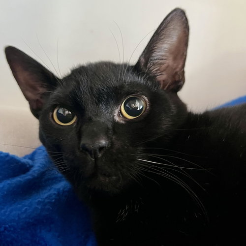 OLLIE (BONDED WITH BEAN) - Domestic Short Hair available for adoption