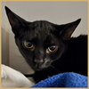 Ollie (bonded with Bean) - Photo 4