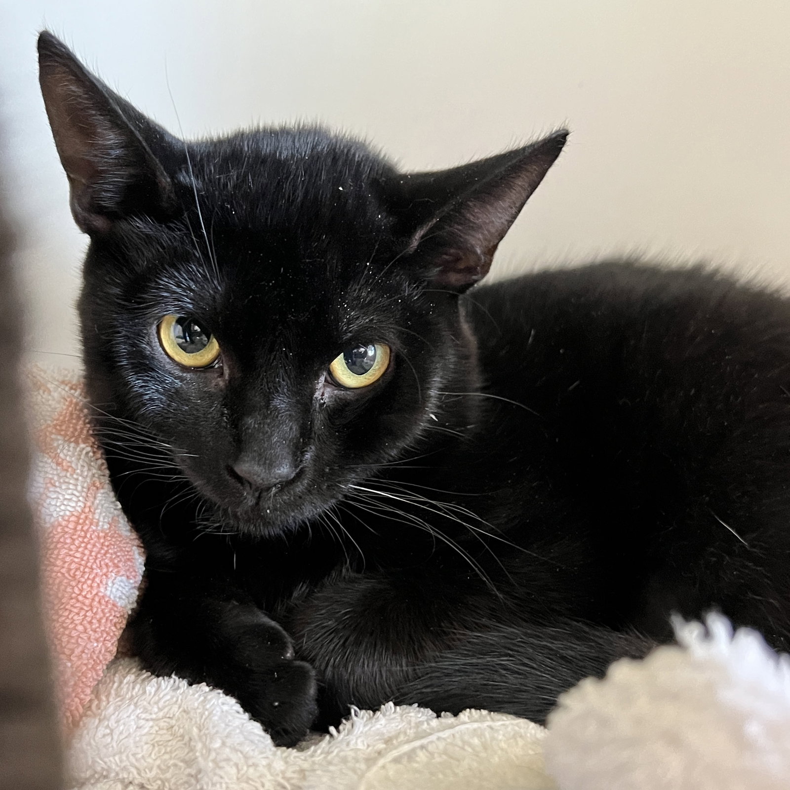 Ollie (bonded with Bean) Image