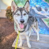 Kirkland - Photo 5