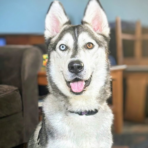 KIRKLAND - Siberian Husky available for adoption