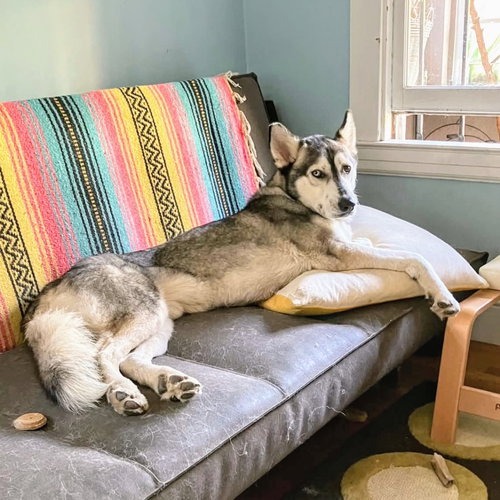 KIRKLAND - Siberian Husky available for adoption