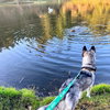 Kirkland - Photo 4