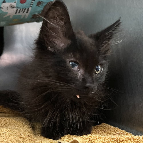 picture of the cat needing adoption