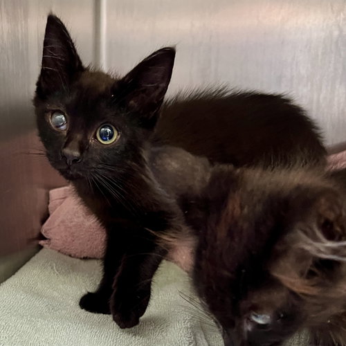 picture of the cat needing adoption