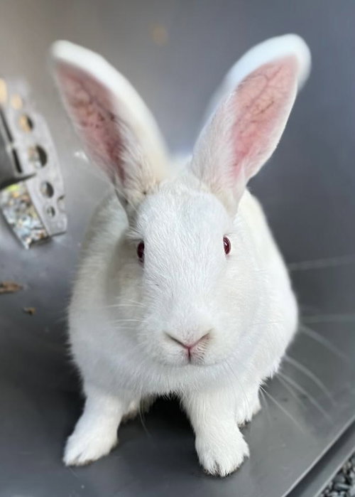 QUEEN - American available for adoption