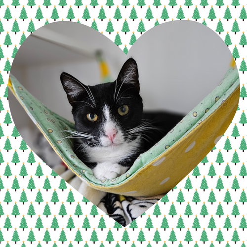 PRINCE - Domestic Short Hair available for adoption