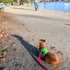Juniper - Photo 4