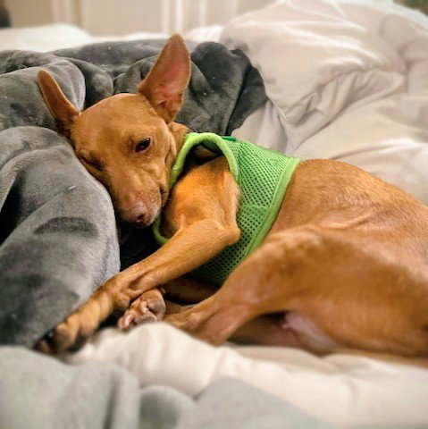JUNIPER - Chihuahua available for adoption