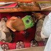 Juniper - Photo 5