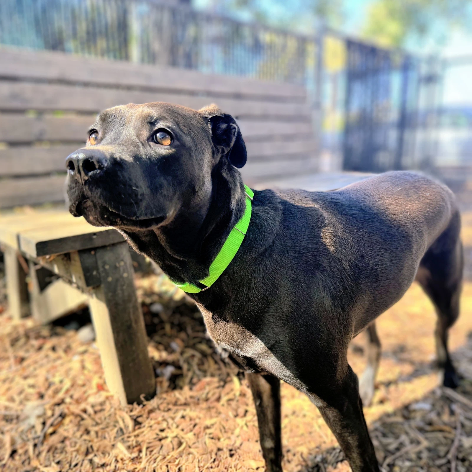 Ebony