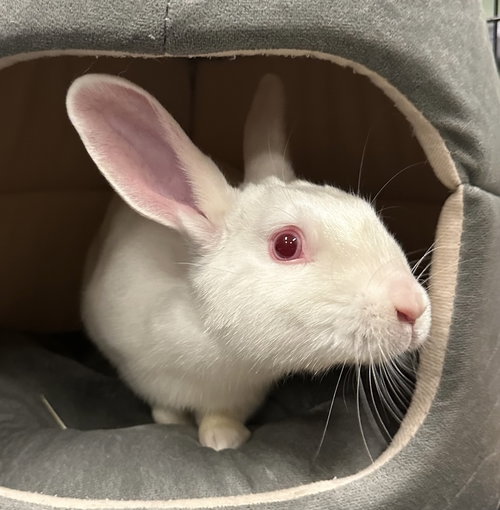 MOONCAKE - American available for adoption
