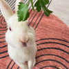 Mooncake - Photo 6