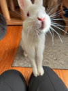 Mooncake - Photo 7