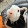 Mooncake - Photo 9