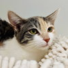 Autumn (bonded w/ Rowan) - Photo 1