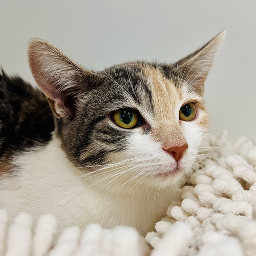 AUTUMN (BONDED W/ ROWAN) - Domestic Short Hair available for adoption