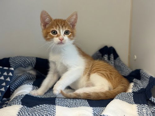 ROWAN (BONDED W/ AUTUMN) - Domestic Short Hair available for adoption
