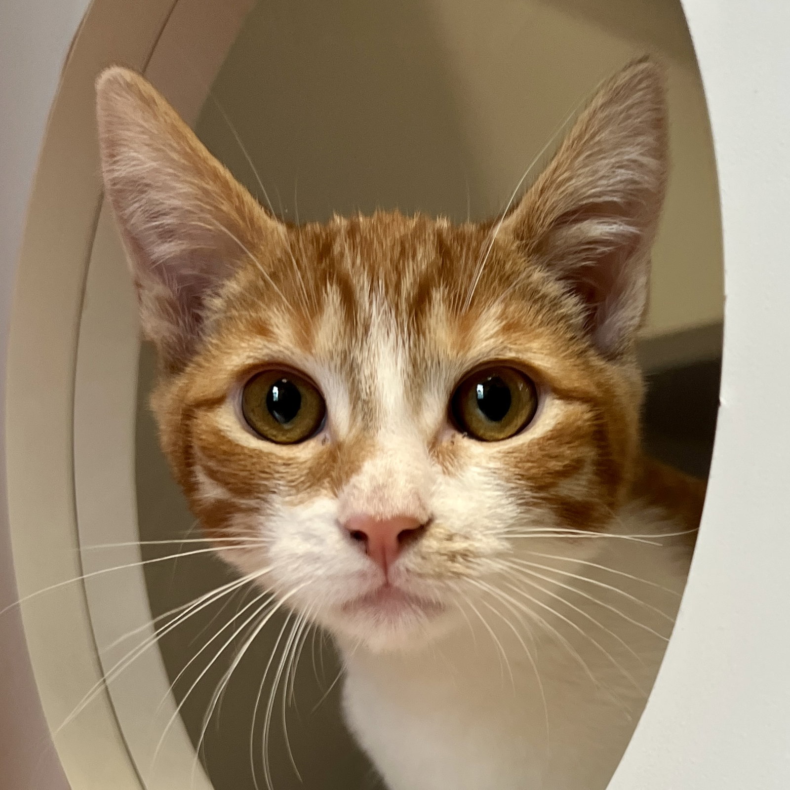 Rowan (bonded w/ Autumn) Image