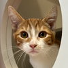 Rowan (bonded w/ Autumn) - Photo 1