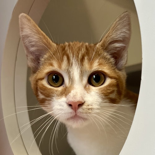 ROWAN (BONDED W/ AUTUMN) - Domestic Short Hair available for adoption