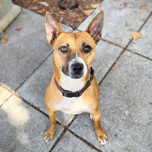 picture of the dog needing adoption