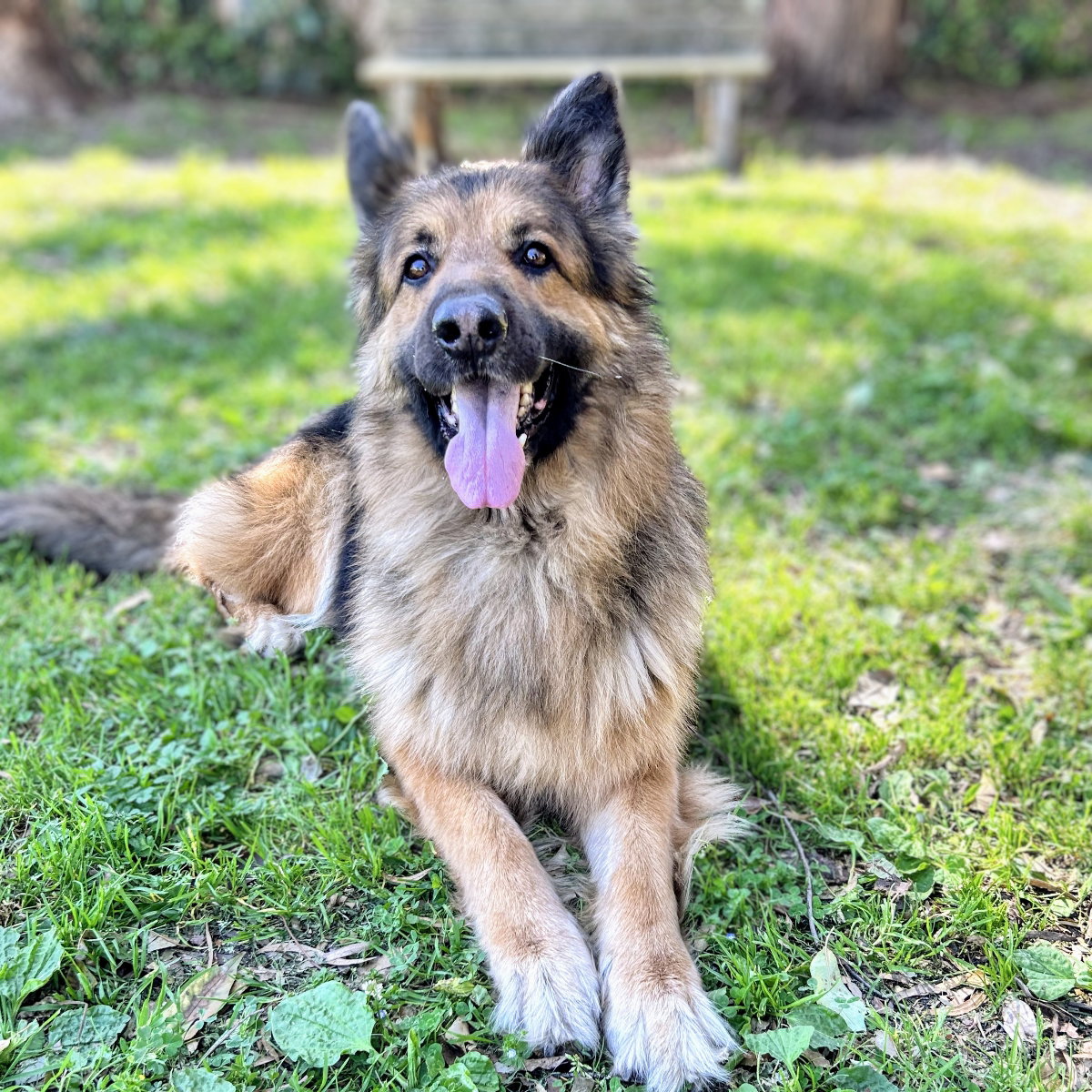 Buddy Image