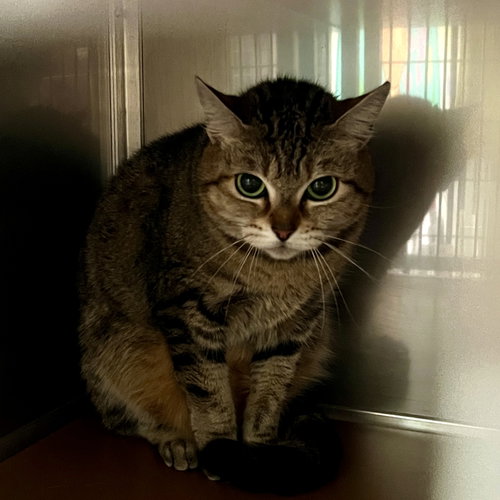 Photo of Sassy