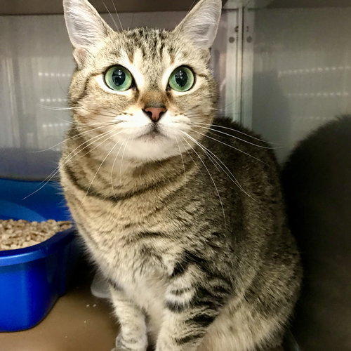 picture of the cat needing adoption