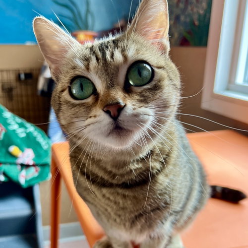 Photo of Sassy