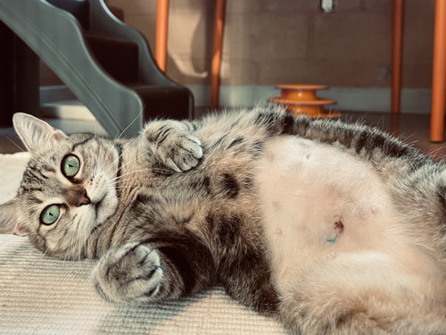 Photo of Sassy