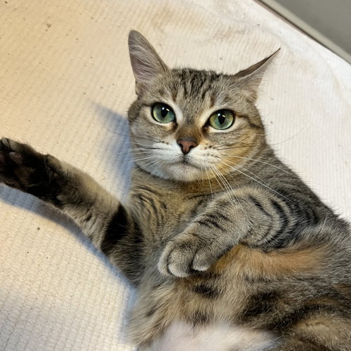Photo of Sassy