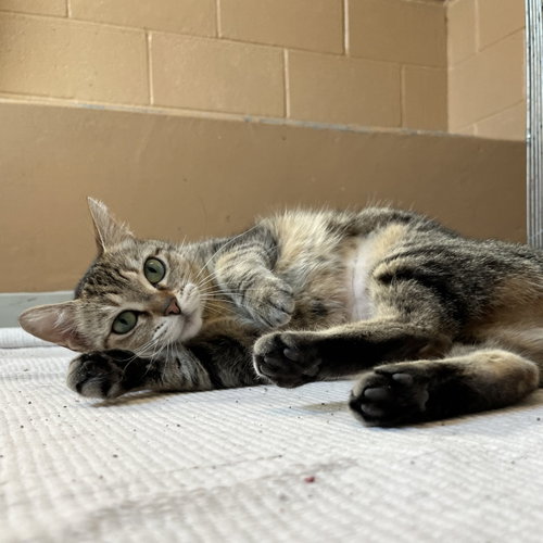 Photo of Sassy