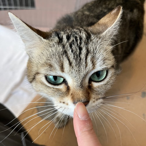 Photo of Sassy