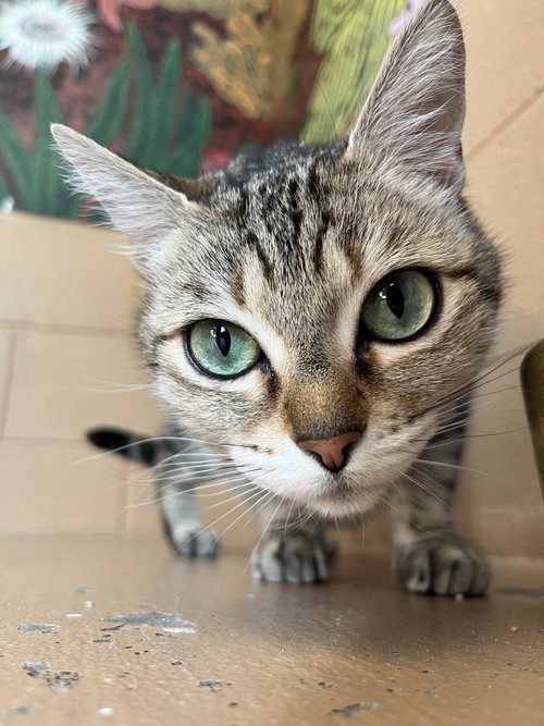 Photo of Sassy