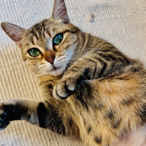 Photo of Sassy