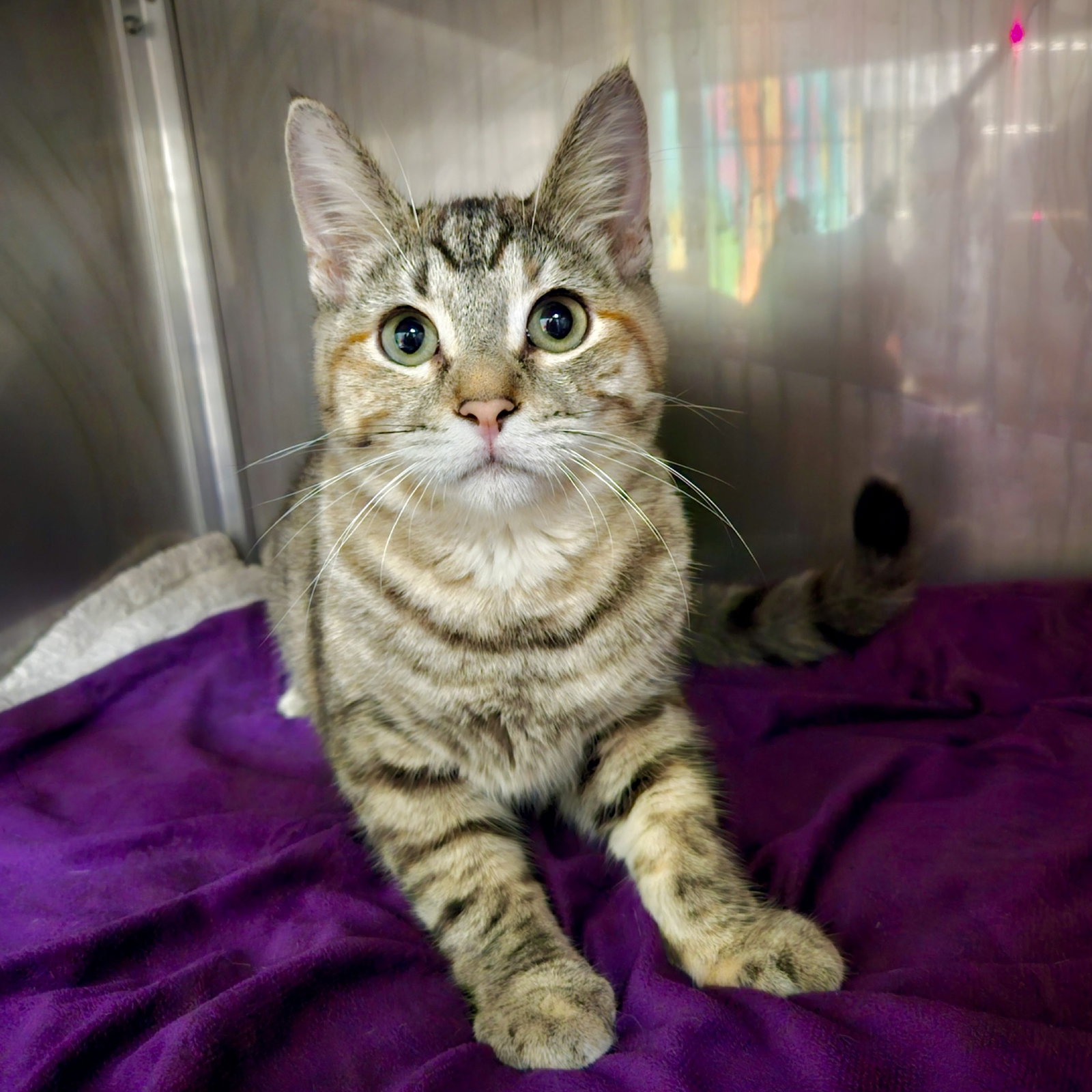 Wren (bonded w/ Fawn) Image