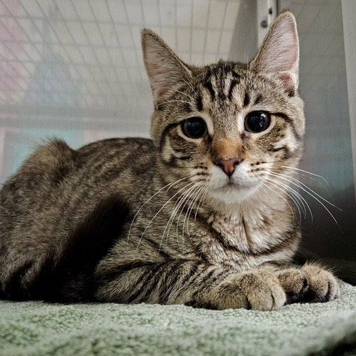 Fawn (bonded w/ Wren) Image