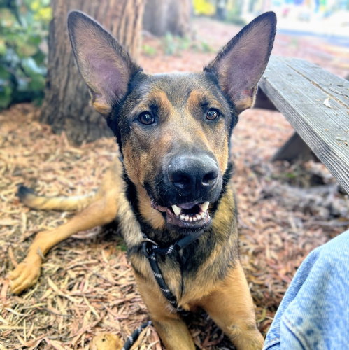 Zeke photo 1