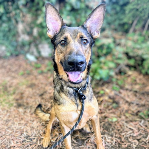 Zeke