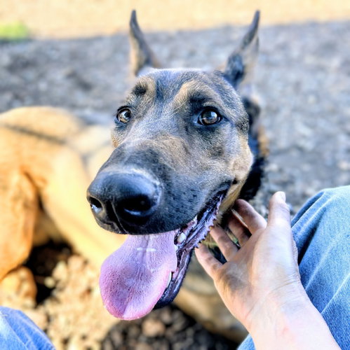 Photo 4 of Zeke