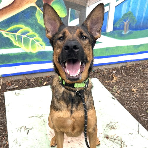 Zeke, a dog for adoption from Oakland Animal Services