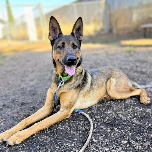 Zeke, Shepherd / Mixed