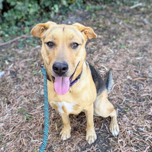 Charlie, German Shepherd Dog / Pit Bull Terrier / Mixed