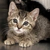 Blinky (bonded w/ Inky) - Photo 5