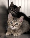 Blinky (bonded w/ Inky) - Photo 6