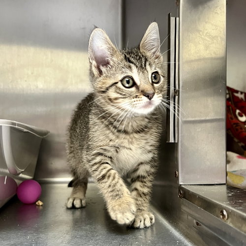 BLINKY (BONDED W/ INKY) - Domestic Short Hair available for adoption