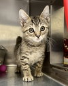 Blinky (bonded w/ Inky) - Photo 2